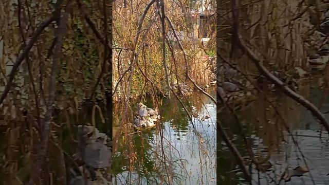 Весна,черепашки,Горячий ключ 🌿🍀