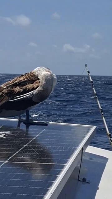 Капитан Герман: как выключить солнечную панель на лодке быстро. Blue footed Booby #shorts #ocean