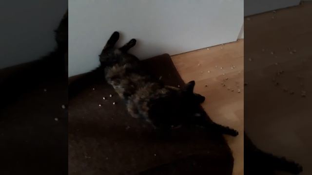Милу и ЛУна в предчувствие встречи с хозяевами 😺