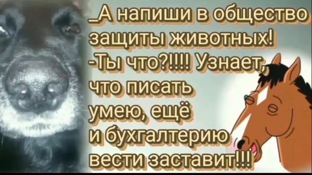 Весёлый  пёс. Весёлый анекдот.