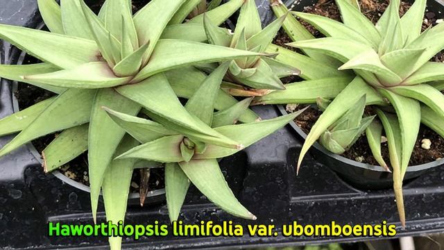 22 Espécies de  Plantas Suculentas  do Gênero Haworthiopsis  para Identificação espécies raras