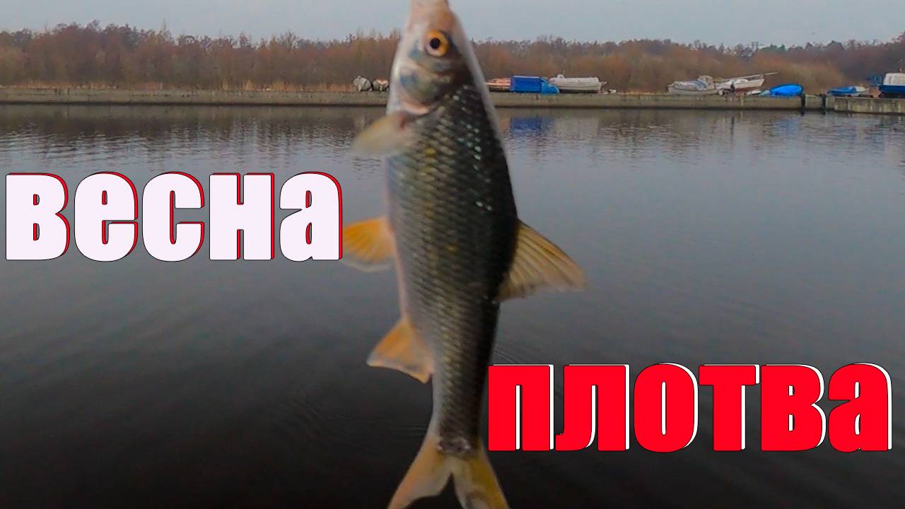 Зеленоградская плотва