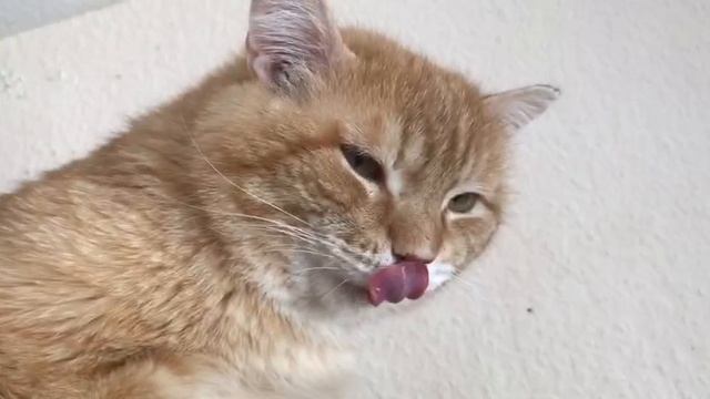 Новый котенок Марта в приюте