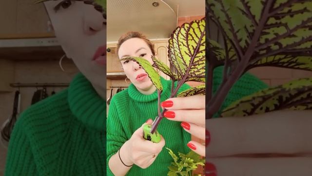 Как сделать из колеуса, растущего в один ствол, красивый и пышный кустик?