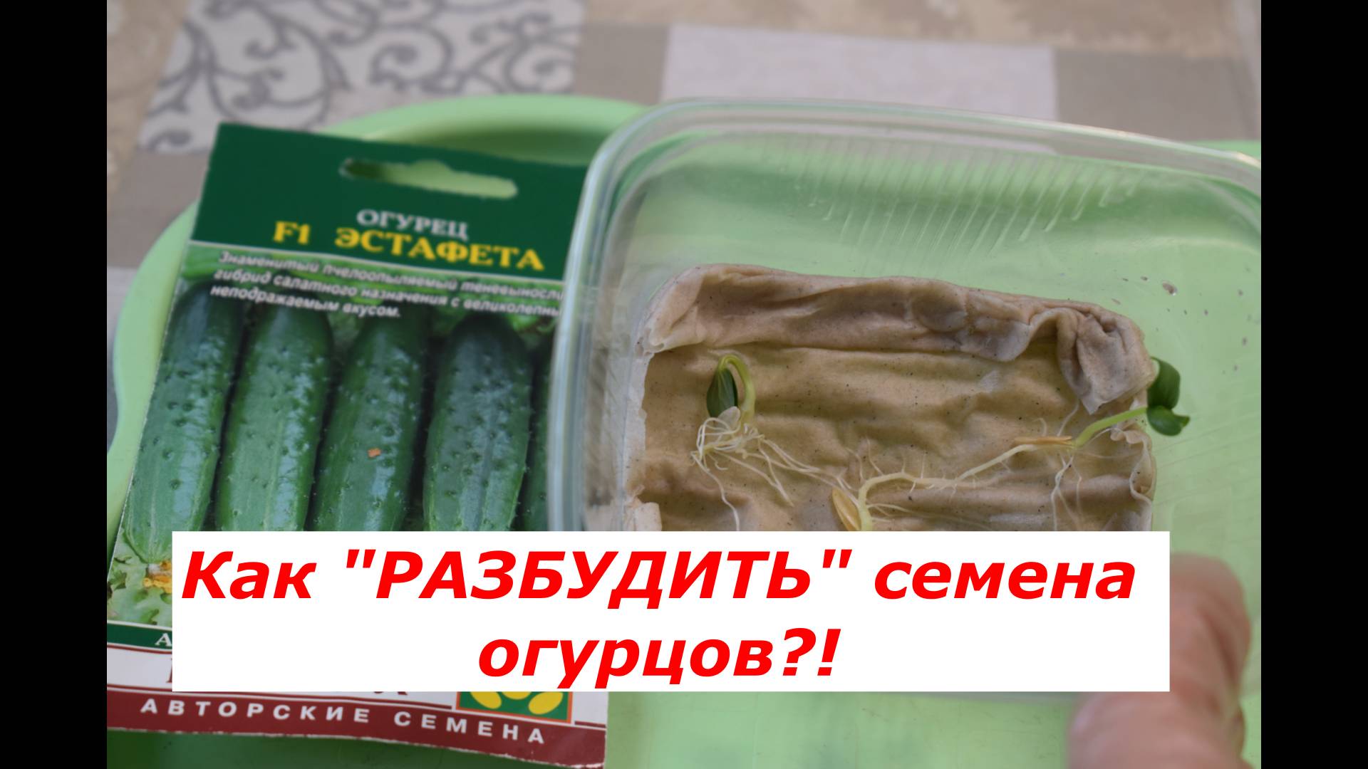 Как получить очень быстрые всходы семян огурцов #овощи #советы #рассада # огурцы