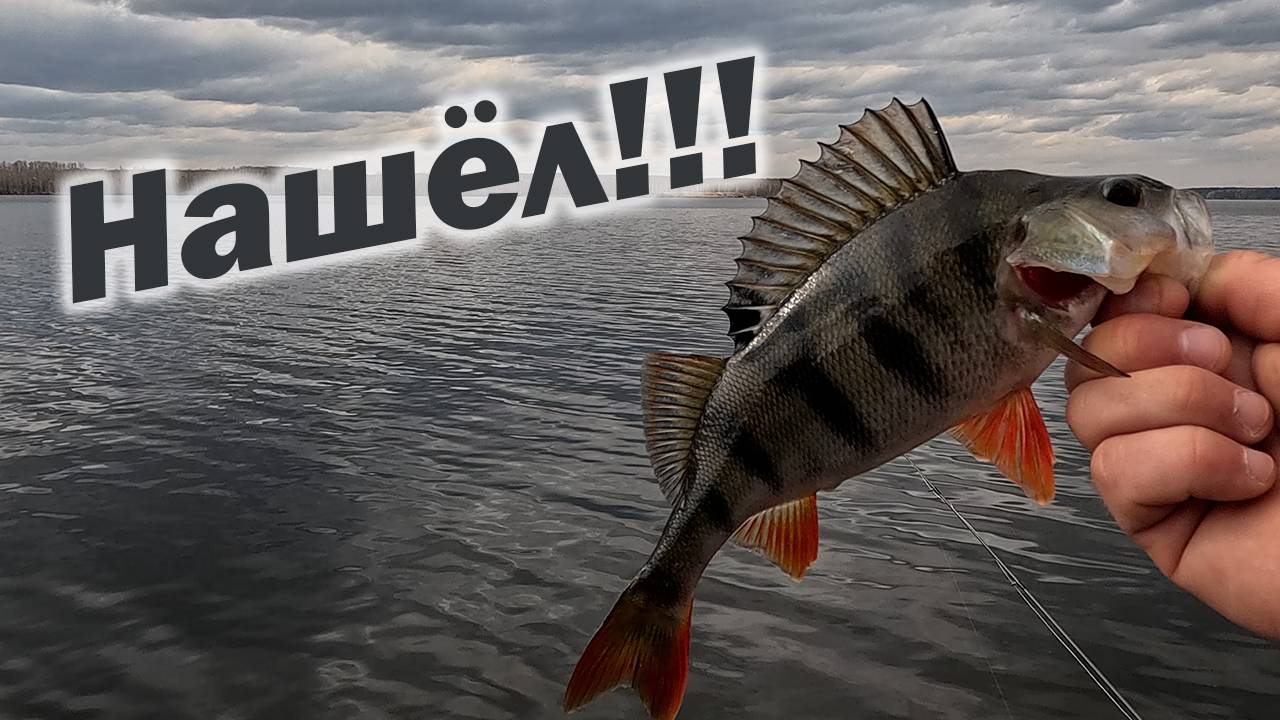 ТАКИХ КРАСАВЦЕВ СТОИТ ПОИСКАТЬ!!! Рыбалка с Ronin Rush RAIDER 2.13 3-18g.