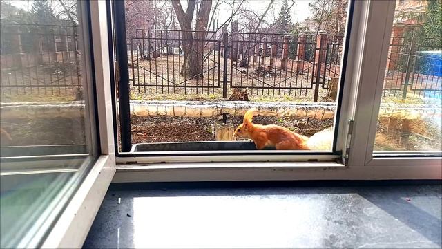 05.04.2025г.#Омские белочки