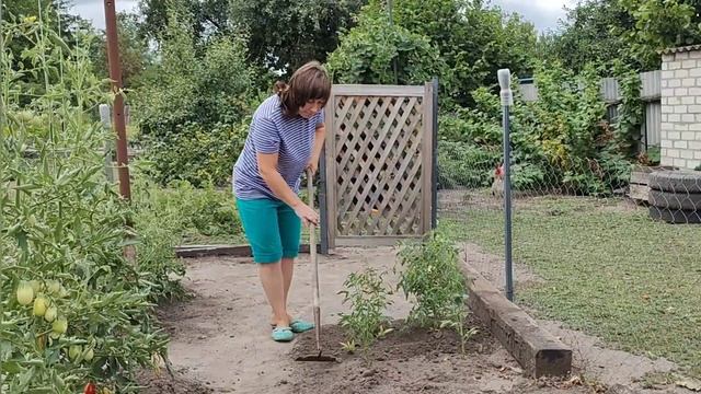 САДЖАНЦі НАЙСМАЧНіШОЇ ПОЛУНИЦі 🍓
