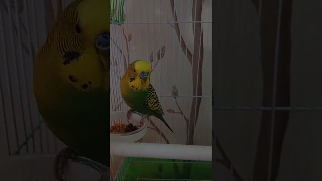 новый дом Нюши