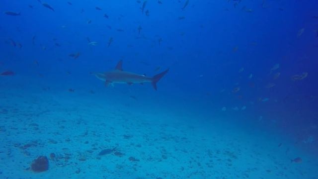 Galapagos 2019 - Island Dreams