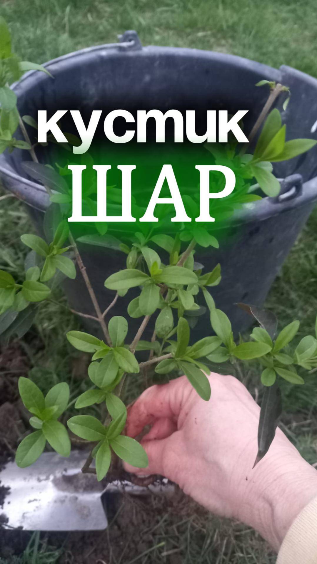 КАК ВЫРАСТИТЬ ШАР ИЗ БИРЮЧИНЫ