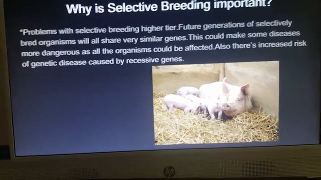 Selective Breeding