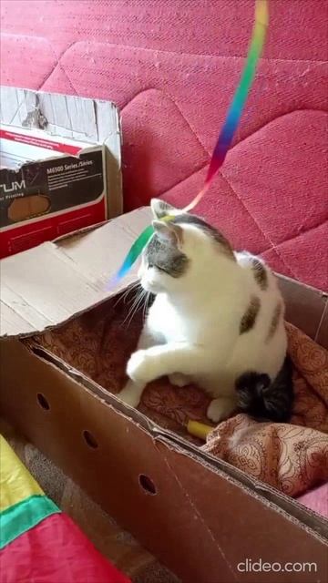 Сашка ищет дом