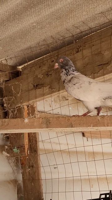 #pigeons