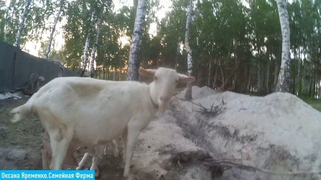 ПОСЛЕДНИЕ КОЗЛЯТА в этом сезоне!