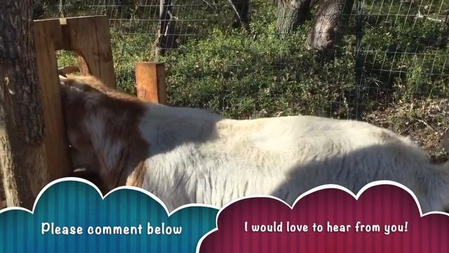 How To Collect CASHMERE From Your GOATS /DIY || Collecting Cashmere from Kiko Buck vs. Boer Doe
