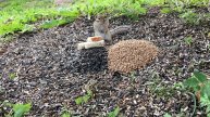 Бурундуки. Птицы Воробьи, Зеленушки, Поползень. Часть 45