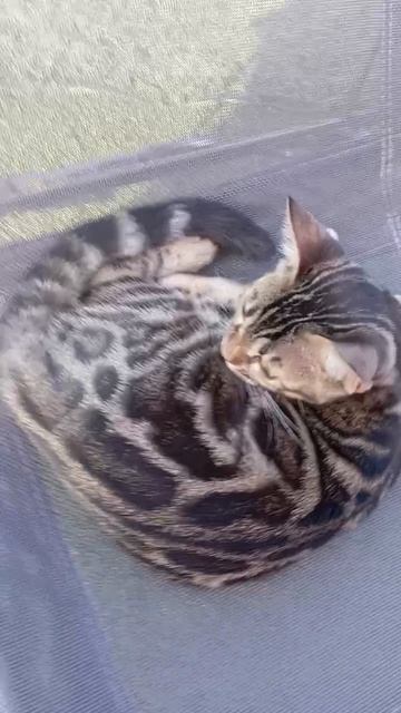 бенгальская кошка