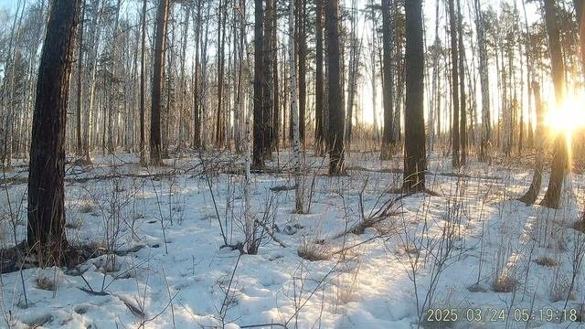 Косуля утром на фотоловушке