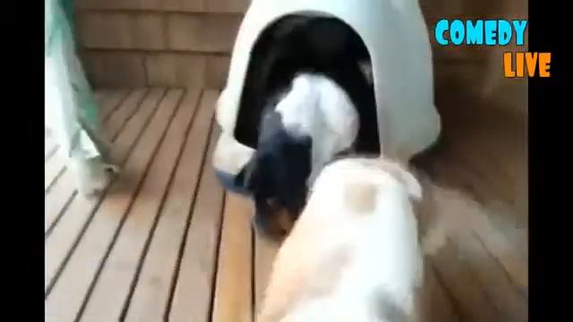 ПРИКОЛЫ №