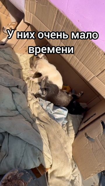 Помощь бездомным щенкам #доберманграф #щенки #щеночки