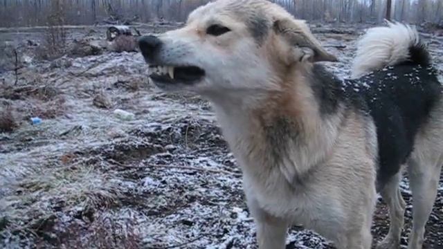 Грей и булочка (Поле 2010 г, а/с Витим).AVI