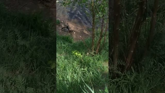 Мы на Чкаловском озере полянка для барбекю VID 20210522 144826