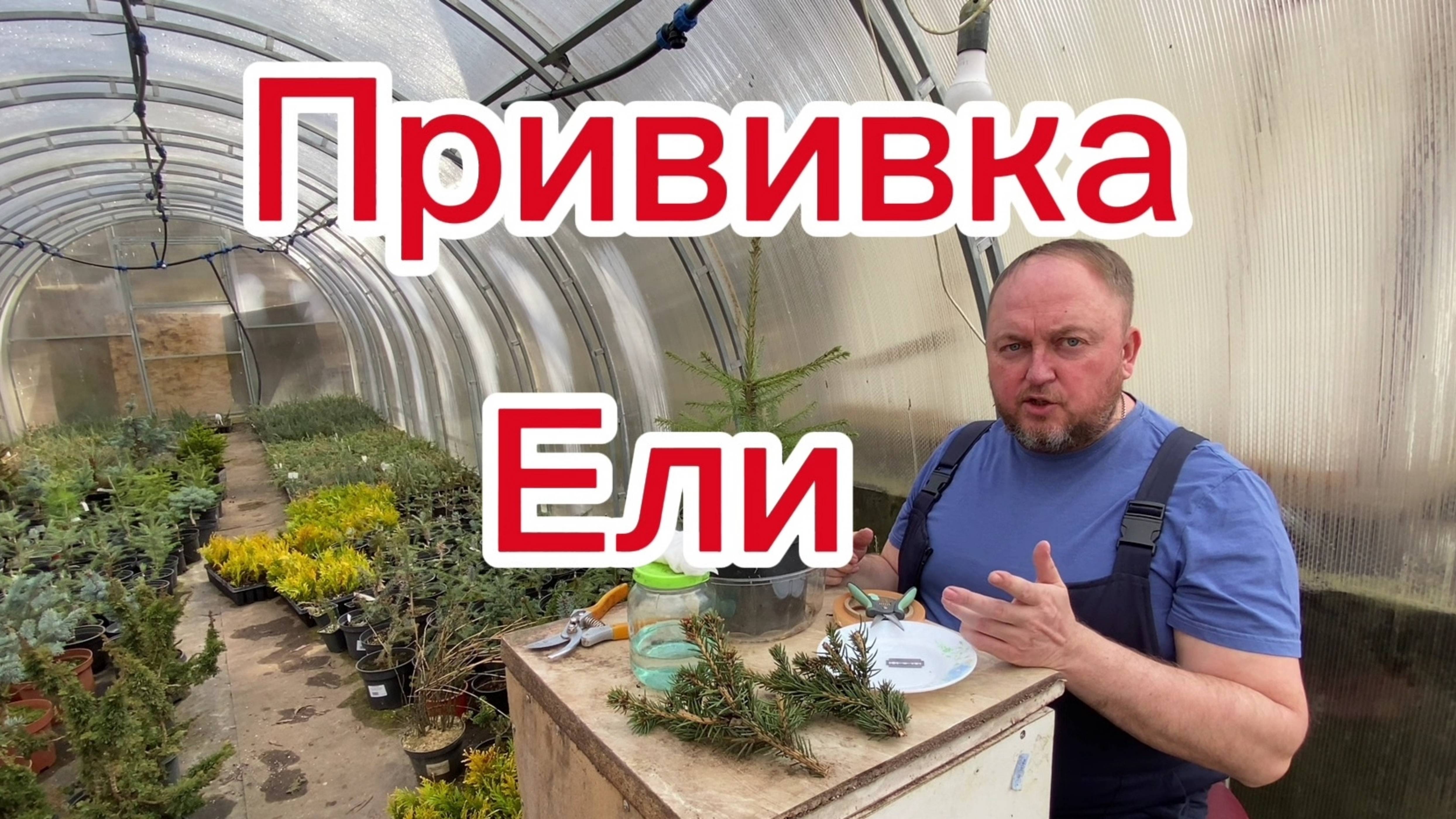 Как прививать сортовые ели