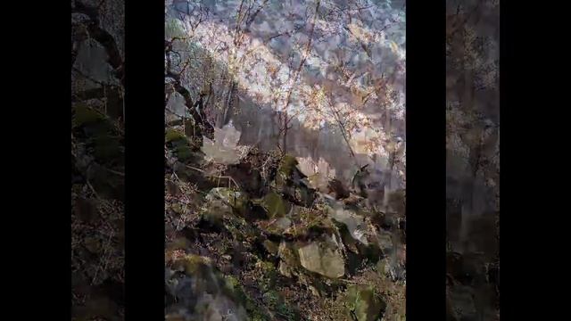 Вальс Никитиных в Бештаугорском лесу