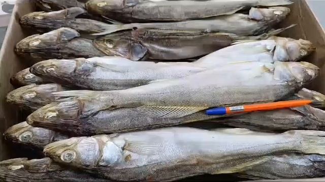 Судак вяленый средний
