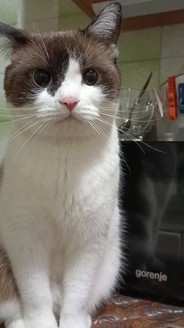 Всем хорошего настроения 😻