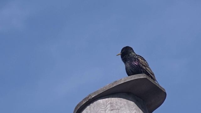 Песня скворца.