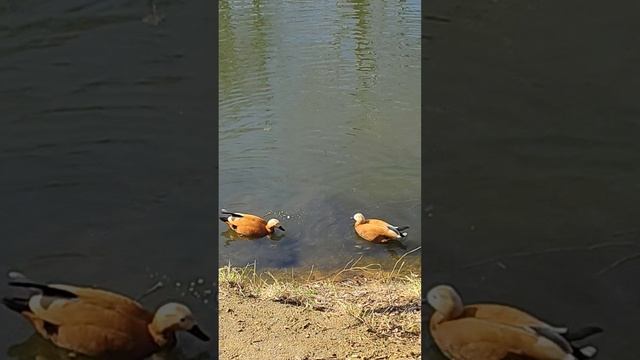 📌 ПРИЗНАЁТСЯ ЛИ ОНА ВАМ В ЧУВСТВАХ #таро для мужчин