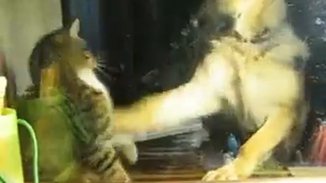 Дружное семейство