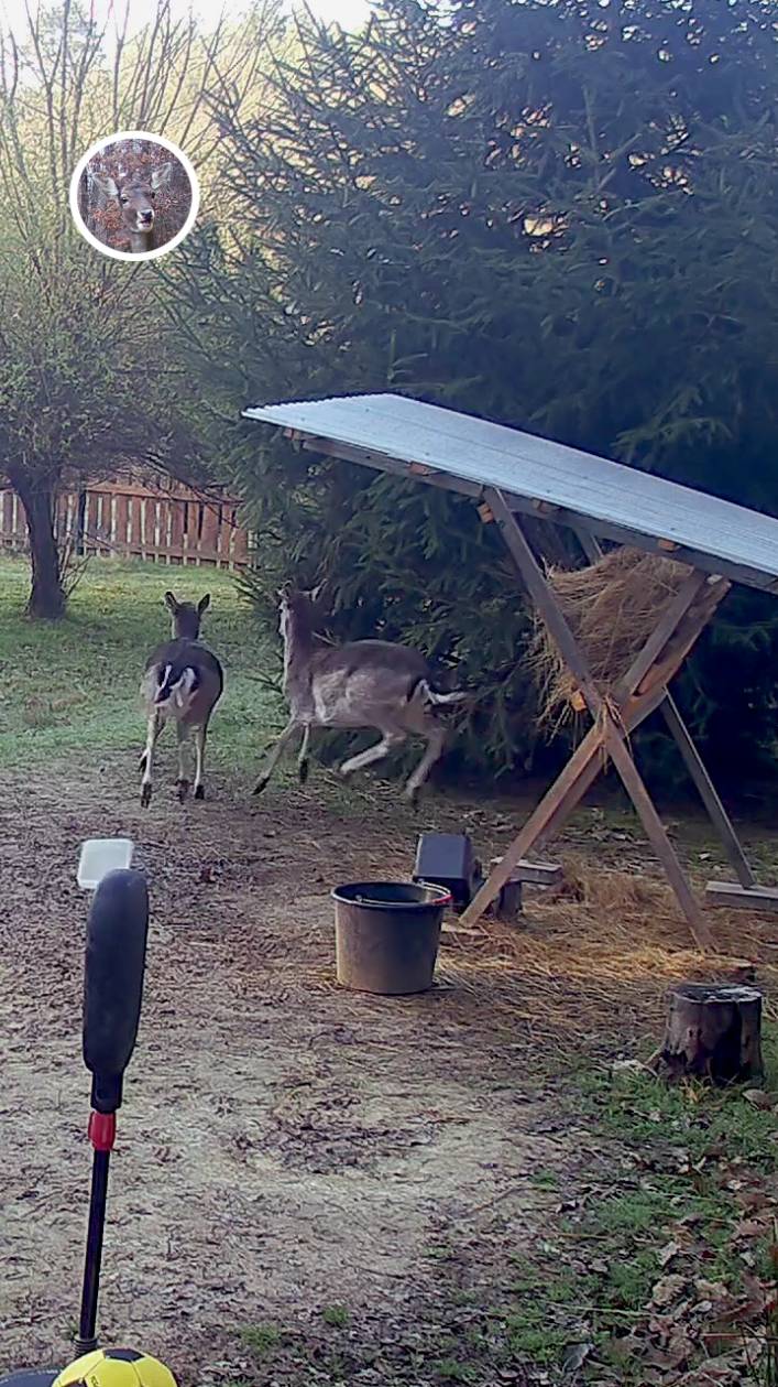 лань наступила в миску и напугала всех остальных #лань #животные #deervader