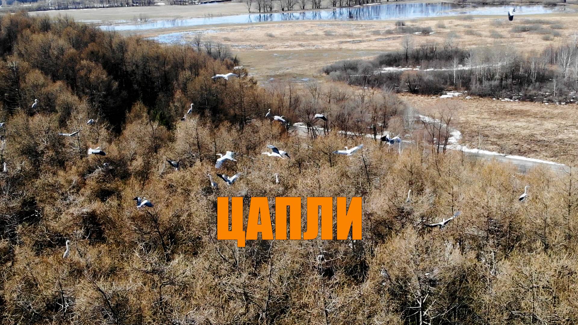 Цапли