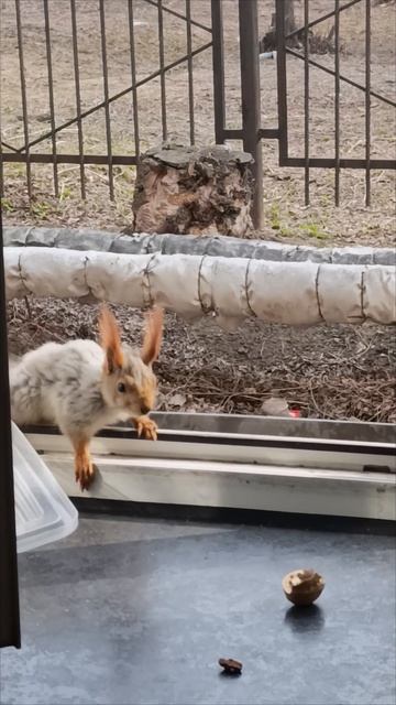 06.04.2025г# Омские белочки.Новенький