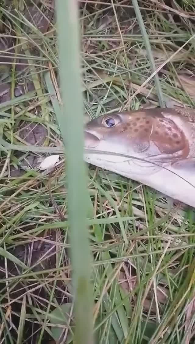 Ленок на Олху