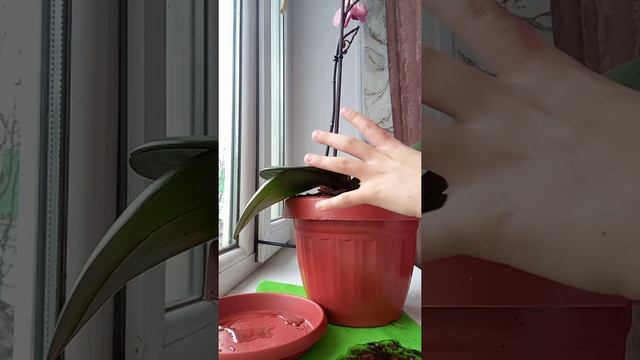 что надо чтобы. Архедя была пышная-🥀=🌹, провальный полив