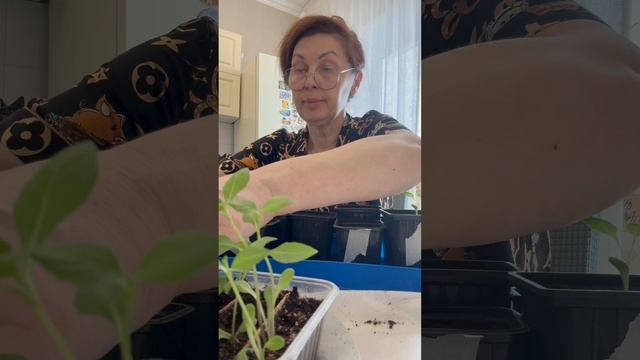 Посадка однолетних низкорослых Георгин.