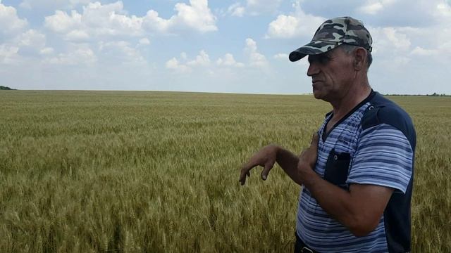 "Голодайка" называлась до революции "Первомайка" Кашарского района РО.  7 ц./га  получали.
