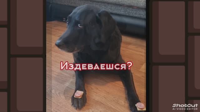 Сила воли у собаки
