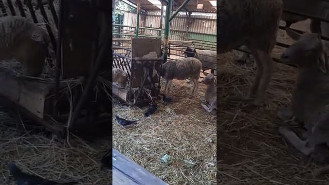Домашний скот , в глиль яме