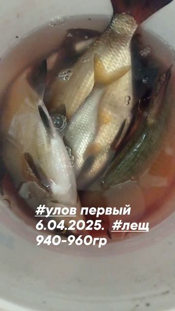 #улов первый 6.04.2025.  #лещ 940-960гр