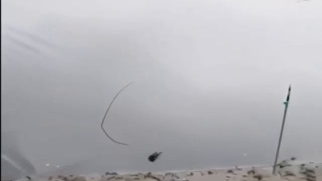 Ну как, скажите, как можно идти на фидерную рыбалку без подсака?? 🤔