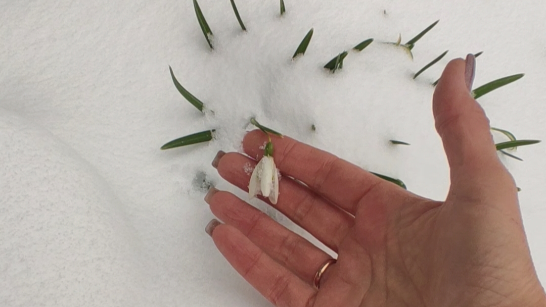 Подснежники под снегом ❄️.