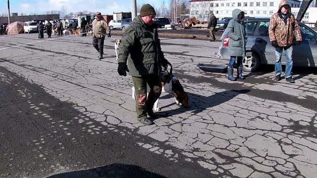 2025-выставка гончих Северодвинск.