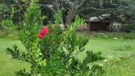 How To Fertilize Your Fruit Trees With Citrus Tone!!!!
