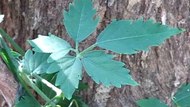 Cayratia clematidea: Slender Grape