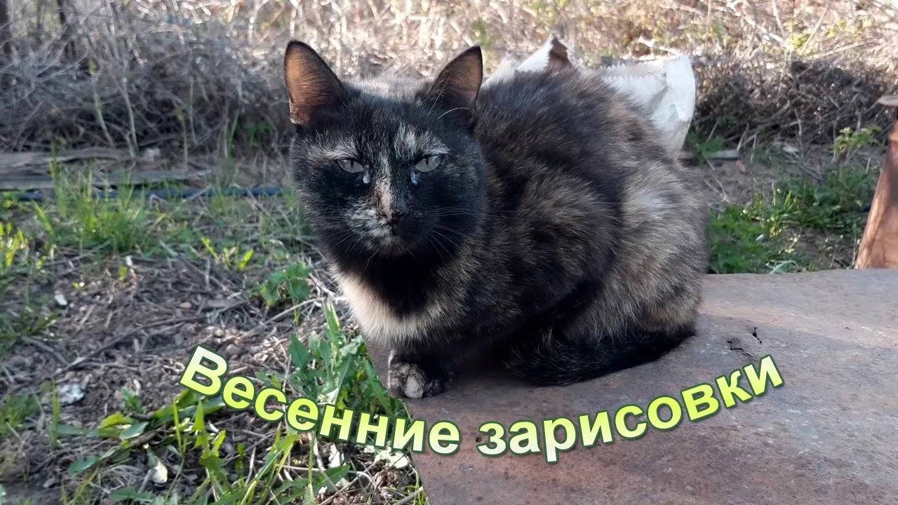 vlog 🌱Весенние зарисовки с котиками